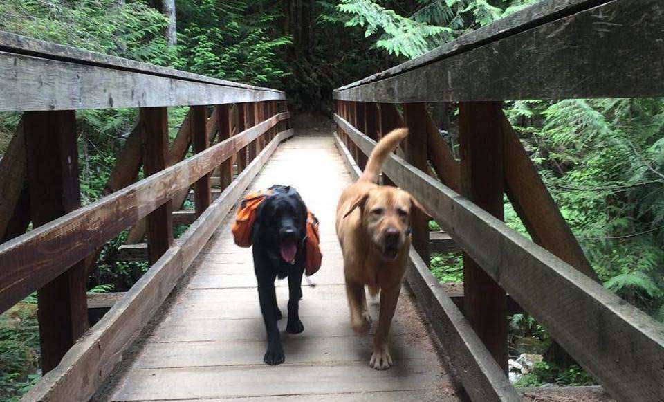 se permiten perros en los puentes naturales